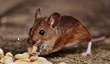 24 Hour & Emergency Exterminators in Windsor, ND
